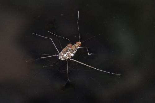 Réf. 224 223 : Tenagogonus sp.